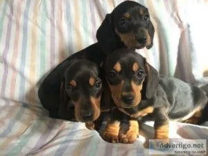 AKC Chocolate Dachshund puppies