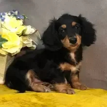 Dachshund For Sale