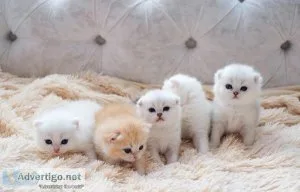 Tn Munchkin kittens for sale