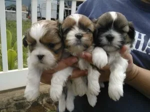 Remarkable  Shih Tzu Corgi Puppies