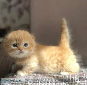 Brilliant and smart Munchkin kittens for sale