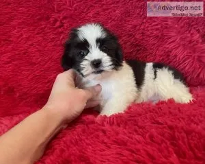MalteseShih Tzu Puppy