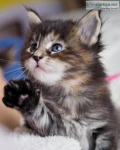 Maine coon kitten for adoption