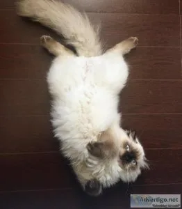 Siamese kitten for adoption