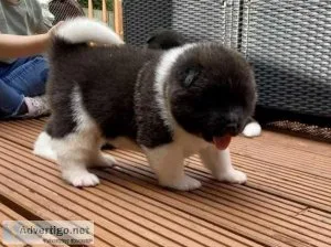 Exceptional Akita Puppies - KC Registered