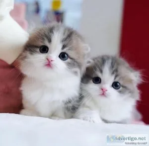 Stunning Munchkin kittens for sale