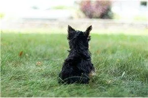 Hi there my name is Daniel the Yorkshire Terrier Give a Pet a Fo