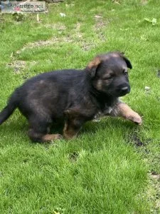 8 week old German shepherd