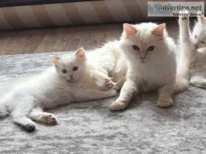 Ragdoll Kittens 1 female and 1 male left