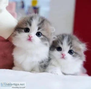 Male and female Munchkin kittens for sale