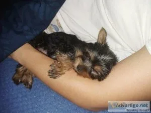 microchiped Yorkshire terriers