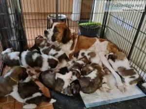 Beautiful Saint Bernard puppies