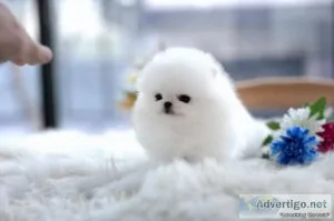 Beautiful Pomeranian puppies Available . Ready to go now