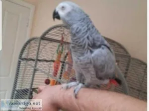 African Grey Parrot Talking Fully Tamed
