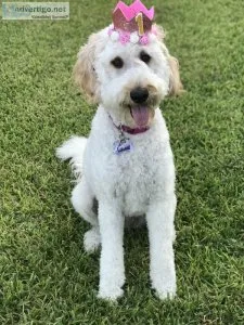 Goldendoodle Rehome (spayed and trained)
