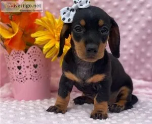 Gorgeous Dachshund puppies AKC Reg for sale