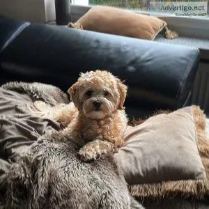 Two Teacup Maltipoo Puppies Needs a New Family