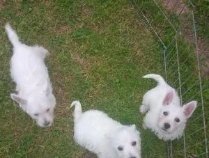 WOUNDERFUL WESTIE PUPPIES REGISTERED