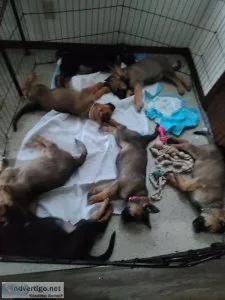 German Shepherd Puppies available now