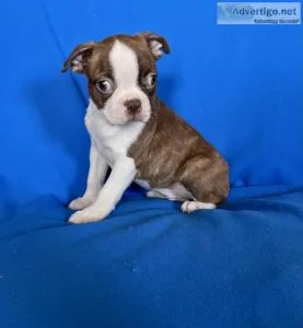 Boston Terrier Puppy
