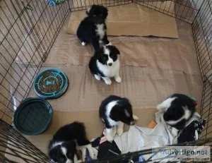 Gorgeous Mini Aussie s Purebred