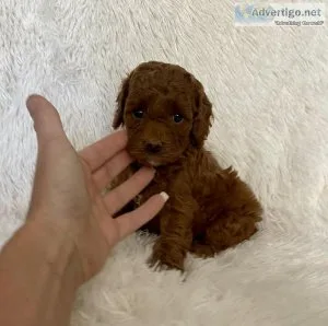 Poodle Puppies
