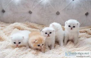 Pr Munchkin kittens for sale