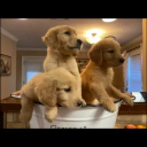 AKC Golden Retriever Puppies