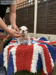 English bulldog puppies (standard) health tested