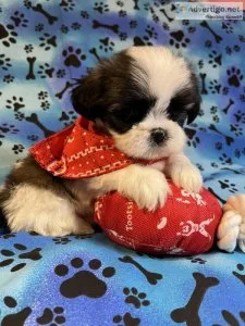 LHASA APSO CUTE MALE PUPPIES