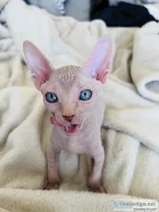 3 boys and 1 girl Sphynx kittens ready
