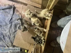 Husky puppies for sale