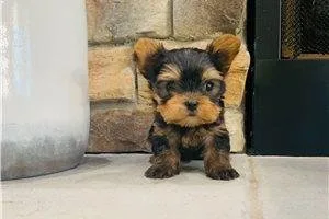 Silverbell Merle Yorkshire Terrier puppy ready to come home Give