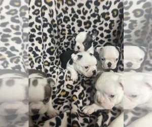 Boston Terrier puppies are AKC registered