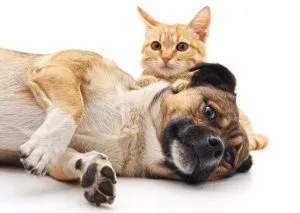 Boarding and Daycare for your Pets &ndash Cats and Dogs.