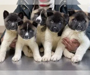 Absolute Joyful Akita For Sale