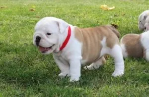 intelligent AKC BOTH Reg English Bulldog Pups