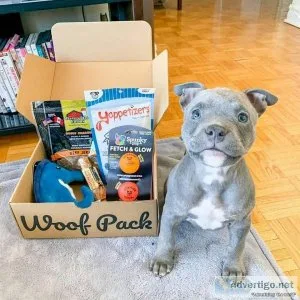 Healthy bluenose pitbull puppies