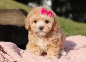 Adorable 10 weeks old Maltipoo male and female