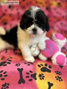 LHASA APSO FEMALE FLUFFY FEMALES