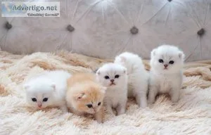 Ok Munchkin kittens for sale