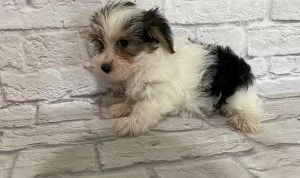 Teacup Yorkie Puppies