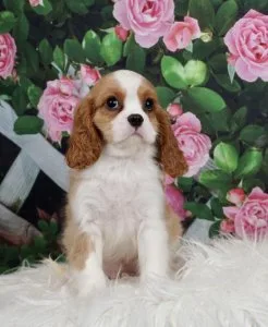 Beautiful cavalier pups for loving home
