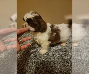 companion AKC Shih Tzu Pups for sale