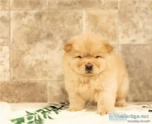 Magnificent AKC Reg cutie Chow Chow Pups