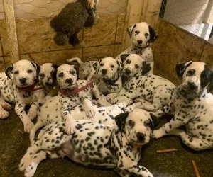 potty training Dalmatian Pups AKC Reg for sale