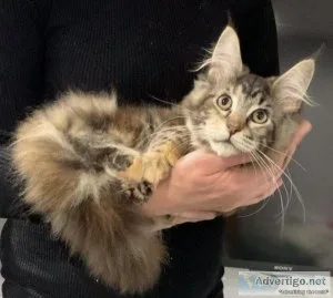 TICA registered Maine coon kittens
