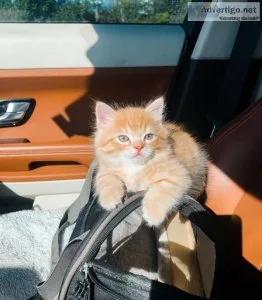 Well trained and mannered Munchkin kittens for sale