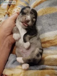 Merle Mini Schnauzer Chihuahua Puppies