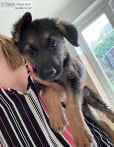 German shepherd puppies for sale